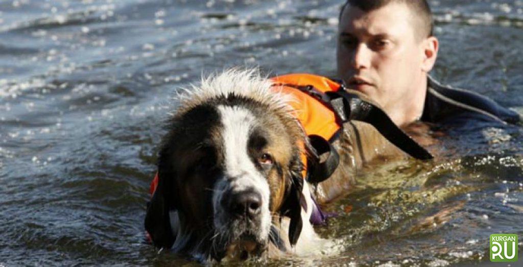 Собака легко перетаскивает утопающего в воде. Собаки спасатели. Собаки спасатели породы.