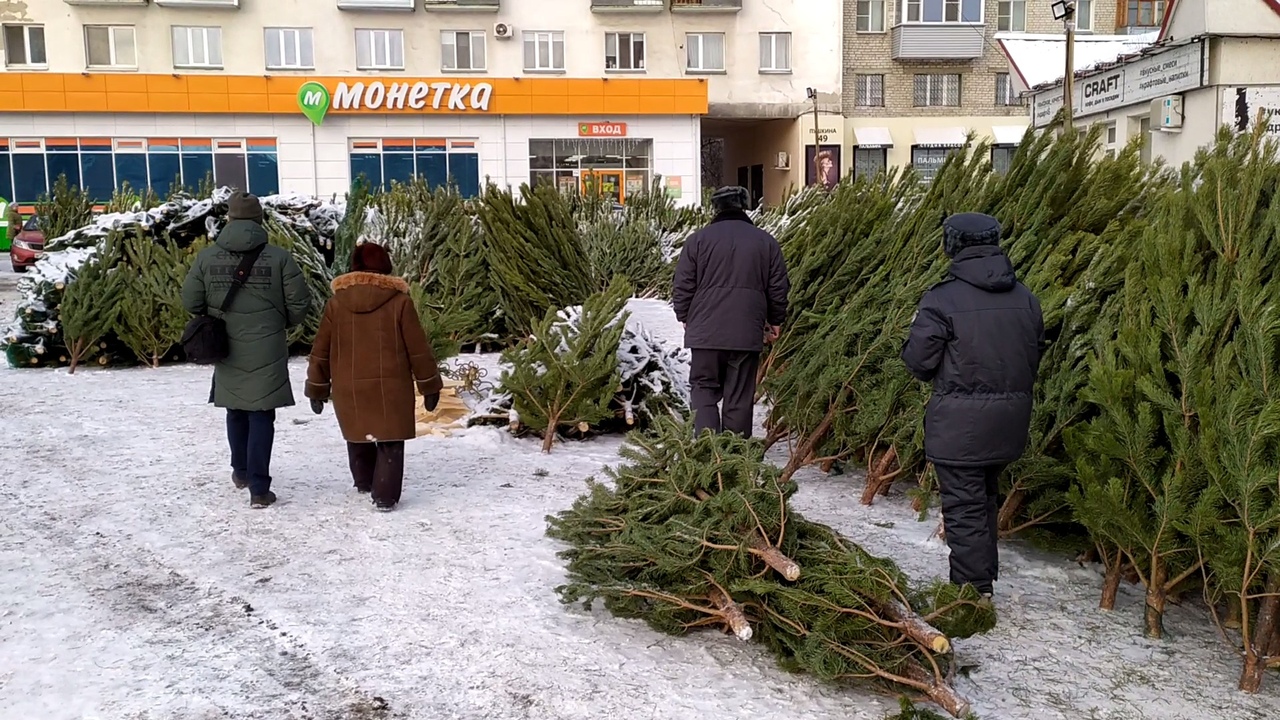 Ели курган. Россельхознадзор елки. Опасная елка. Россельхознадзор новый год. Елки Киров Россельхознадзор.