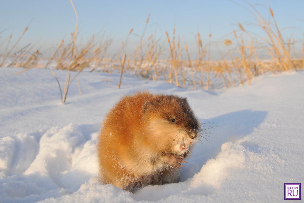 Фото с сайта pikabu.ru