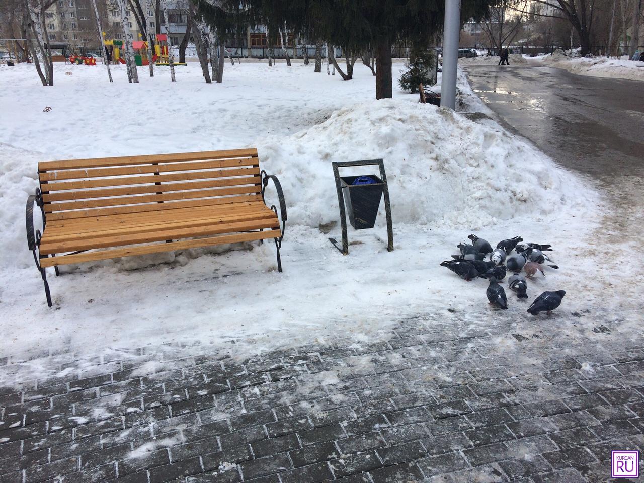 Парк лавочка голуби Саратов