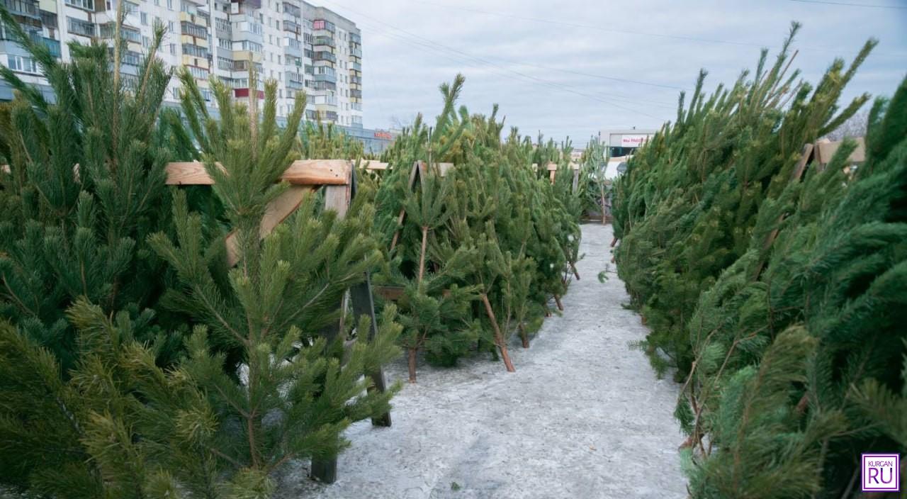 С 15 декабря в Кургане стартует торговля новогодними елками | 13.12.2023 |  Курган - БезФормата