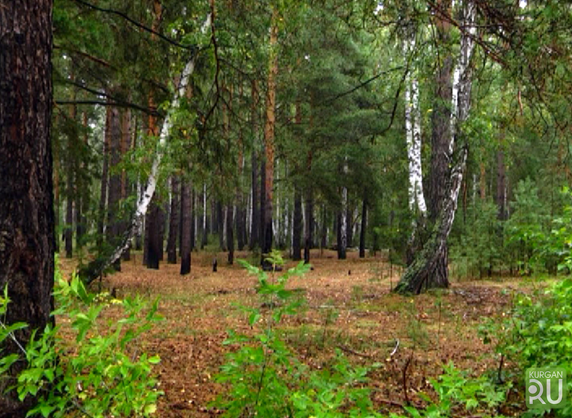 Богатство курганской области. Лесов Курганской области. Природа лес Курганской области. Природа Зауралья Курганская область. Давыдов Лесной.